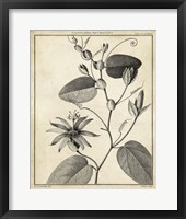Passiflora VI Fine Art Print