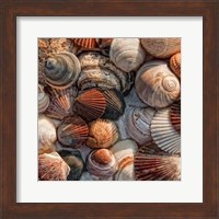 What the Shell Fine Art Print