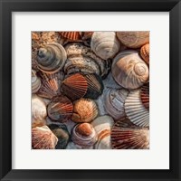 What the Shell Fine Art Print