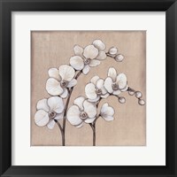 White Orchid II Fine Art Print