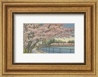 Cherry Blossoms, Potomac Park Fine Art Print