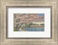 Cherry Blossoms, Potomac Park Fine Art Print