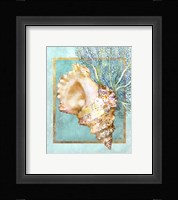 Conch Shell and Coral Framed Print