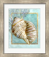 Turban Shell and Coral Fine Art Print