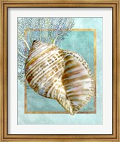 Turban Shell and Coral Fine Art Print