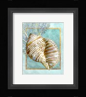 Turban Shell and Coral Framed Print