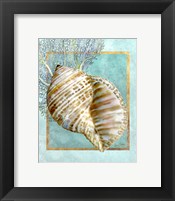 Turban Shell and Coral Framed Print