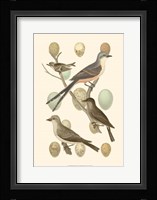 British Birds and Eggs I Fine Art Print