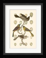 British Birds and Eggs II Fine Art Print