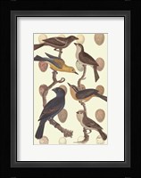 British Birds and Eggs IV Fine Art Print