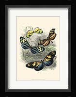 Butterfly Sanctuary I Framed Print