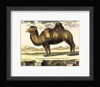 Camel Fine Art Print