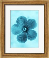 Forget Me Not Blue II Fine Art Print