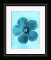 Forget Me Not Blue II Fine Art Print