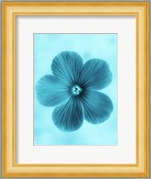 Forget Me Not Blue II Fine Art Print