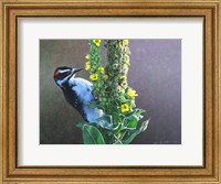 Woodpecker Mullen Fine Art Print