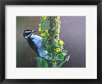 Woodpecker Mullen Fine Art Print