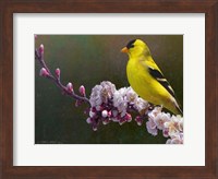 Goldfinch Flowers Fine Art Print