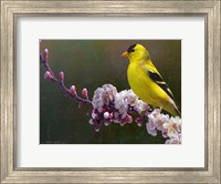 Goldfinch Flowers Fine Art Print