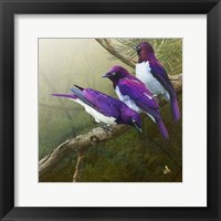 African Starlings Fine Art Print