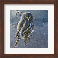 Owl in Winter II Fine Art Print