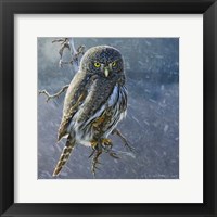 Owl in Winter II Fine Art Print