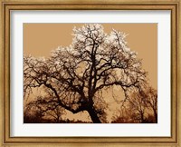 Oak Tree on Tope Fine Art Print