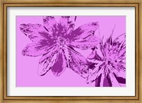 Pink Anemone Fine Art Print