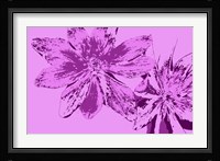 Pink Anemone Fine Art Print