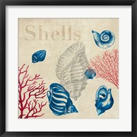 Shell Study Fine Art Print