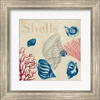 Shell Study Fine Art Print