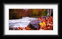 Autumn Flow Fine Art Print