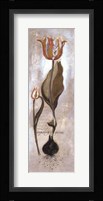 Tulipa Violoncello V Fine Art Print