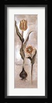 Tulipa Violoncello VI Fine Art Print