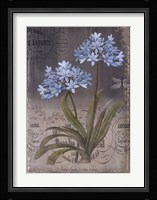 Black Botanical II Framed Print