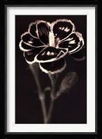 Rhyme Fine Art Print