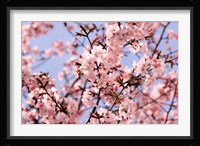 Blossom Haze Fine Art Print