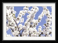 Blossom Sky Fine Art Print