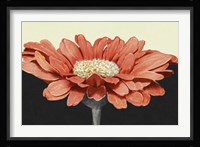 Apricot Flame I Fine Art Print