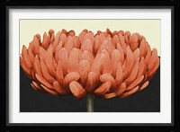 Apricot Flame II Fine Art Print