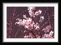 Spring Blossom - Purple Fine Art Print