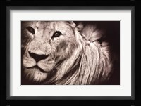 Mane Event Fine Art Print