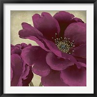 Peony Dusk I Framed Print