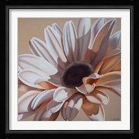 White Gerbera Framed Print