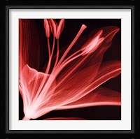 Lilium Radiance Fine Art Print