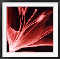 Lilium Radiance Fine Art Print