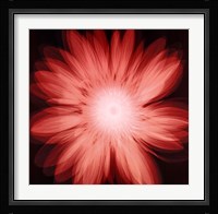 Radiant Gerbera Fine Art Print
