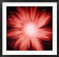 Radiant Gerbera Fine Art Print