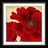 Red Peony I Fine Art Print
