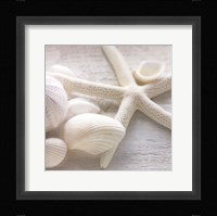 Driftwood Shells III Fine Art Print